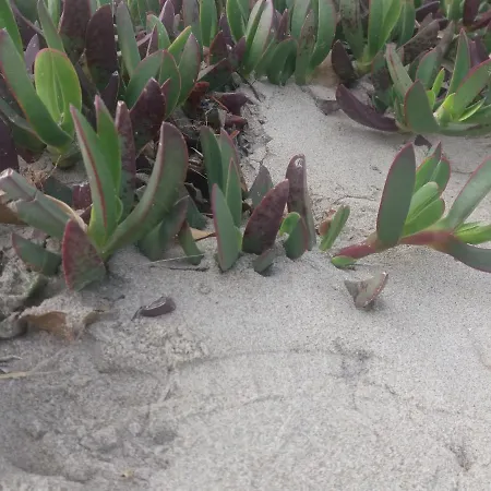 Apartamento Loft Dos Mares- Parking Gratis - 1 Línea De Mediterráneo - Terraza - Wifi