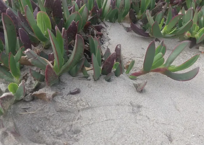 Apartmán Loft Dos Mares- Parking Gratis - 1ª Línea Mediterráneo - Vistas - Terraza